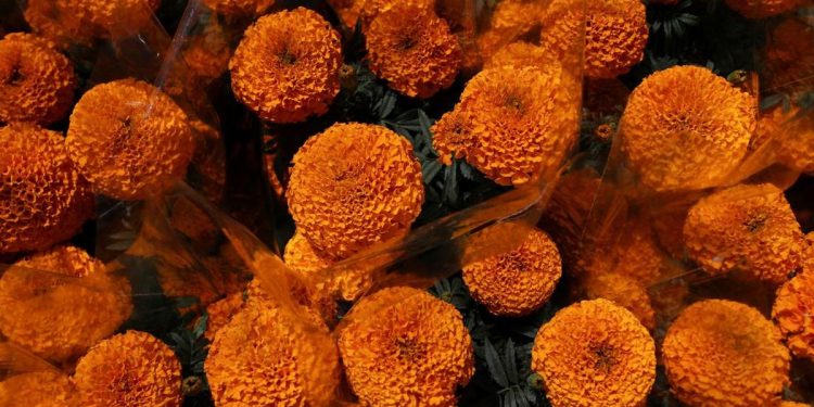 9 Jenis Bunga Mudah Ditanam untuk Taman Indah dan Praktis