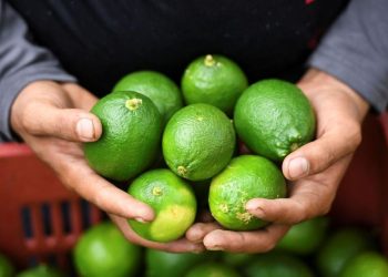 Lemon dan Jeruk Nipis, Buah Asam Kembar dengan Manfaat yang Berbeda