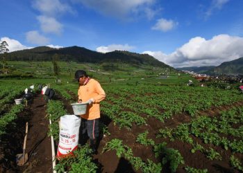Aturan Baru Pupuk Subsidi Prabowo dan Bocorannya