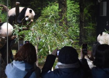 Usaha Jepang Meminjam Panda dari China karena Keputus-asaan