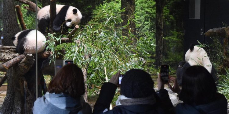 Usaha Jepang Meminjam Panda dari China karena Keputus-asaan