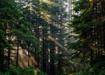 Program Penanaman Pohon Jabar Dirasakan DPRD Bogor Penting untuk Pemulihan Hutan