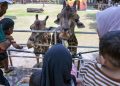 Libur Nataru Kebun Binatang Surabaya Menjadi Destinasi Wisata Keluarga Favorit