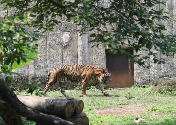 Harimau Serang Warga Jakarta, Ratusan Pemburu Ikut Membantu