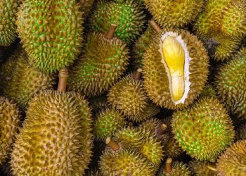 Pedagang Bagi Durian Gratis 1,2 Ton Khusus untuk Lansia