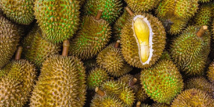 Pedagang Bagi Durian Gratis 1,2 Ton Khusus untuk Lansia