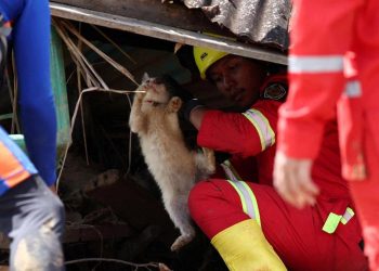 Cinta Salmiati untuk Ratusan Kucing Terlupakan saat Banjir Melanda