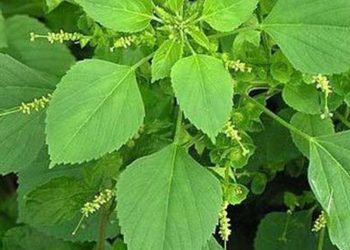 25 Manfaat Daun Anting-Anting yang Sering Terinjak untuk Kesehatan Optimal