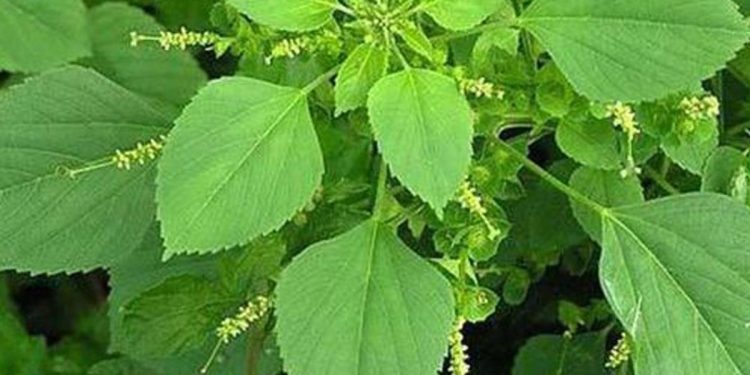 25 Manfaat Daun Anting-Anting yang Sering Terinjak untuk Kesehatan Optimal