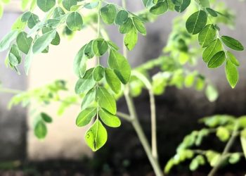 Atasi Asam Urat dengan Rutin Mengonsumsi Daun Kelor dan Jaga Pola Makan yang Sehat