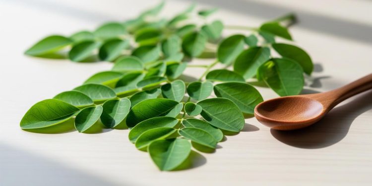 10 Manfaat Daun Kelor Superfood Kaya Nutrisi dan Khasiat Medis