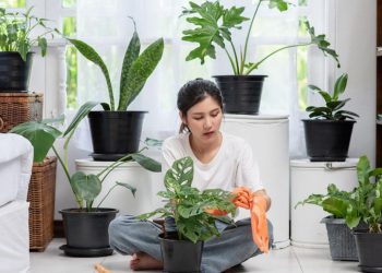 Rekomendasi 5 Tanaman Hias Pembawa Hoki Tahun 2026