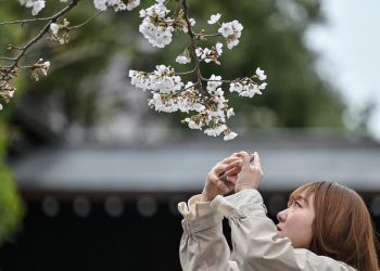 Festival Bunga Sakura di Kaki Gunung Fuji Batal Karena Overturisme, Simak Solusi Alternatifnya