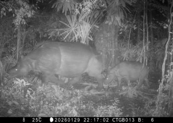 Anak Badak Jawa Terekam Kamera Jebak di TN Ujung Kulon untuk Obat Kematian Badak Musofa
