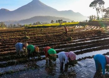 KUR Kunci Gerakan Ekonomi dan Ketahanan Pangan Ini Buktinya