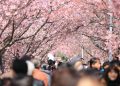 Festival Sakura Jepang di Fuji Dibatalkan karena Perilaku Turis