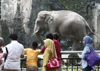 Taman Margasatwa Ragunan Dukung Larangan Atraksi Gajah