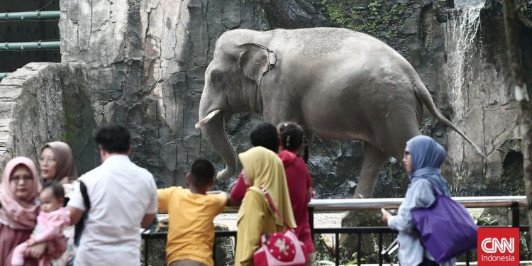 Taman Margasatwa Ragunan Dukung Larangan Atraksi Gajah