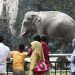 Taman Margasatwa Ragunan Dukung Larangan Atraksi Gajah